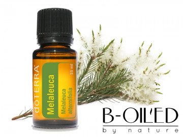 Melaleuca